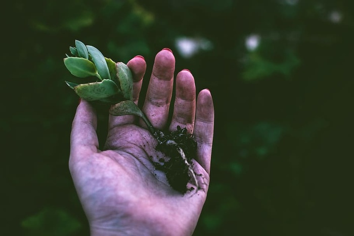 女人，植物，手，自然，女性，女孩，根，黑暗