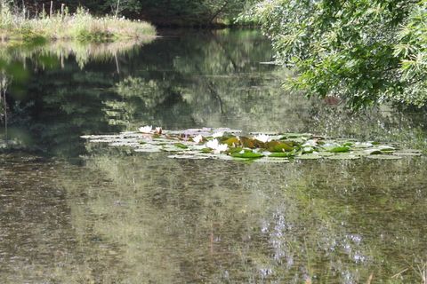 湖, 水池, 群落, 睡莲, 独独, 自然保育, 普法尔茨, 水 湖, 水池, 群落, 睡莲, 独独, 自然保育, 普法尔茨, 水