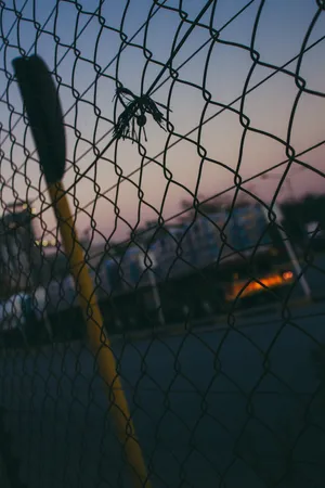 铁丝网围栏，围栏，*，动物，鸟，球体，路障，锁