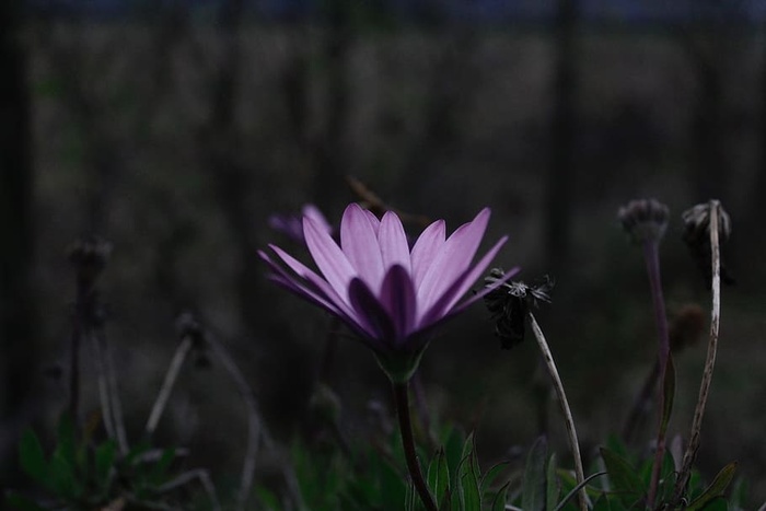 紫色，花朵，花朵，花瓣，自然，植物，花园，模糊