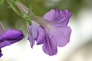 紫色牵牛花特写照片