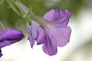 紫色牵牛花特写照片