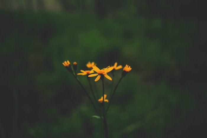 cosmos，flower，griffy lake，美国，布鲁明顿，深绿色，deep，wood