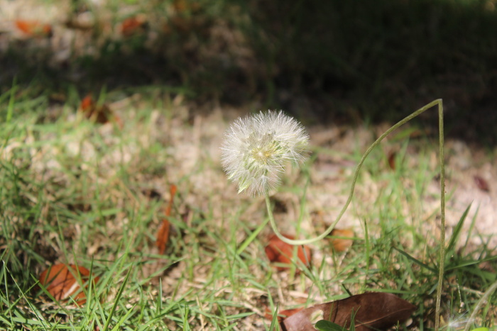 普通、蒲公英、开花、草本、蒲公英、药用、大花、花卉