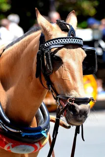 采购产品眨眼,马,头,餐具,马头,棕色,马头,动物 采购产品眨眼,马,头,餐具,马头,棕色,马头,动物