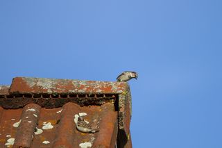 斯珀林，家麻雀，隐藏，搜索，动物主题，晴朗的天空，动物，鸟