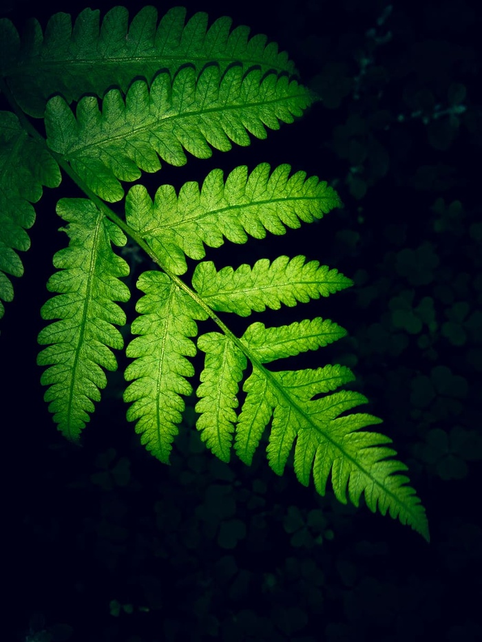 绿色蕨类植物叶子的特写照片