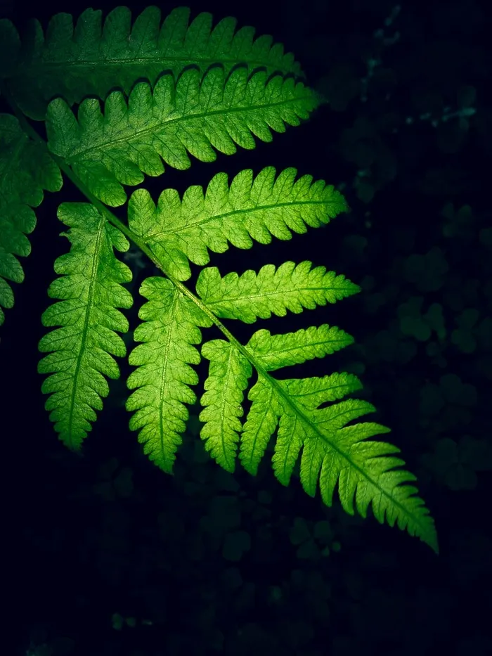 绿色蕨类植物叶子的特写照片