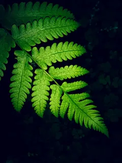 绿色蕨类植物叶子的特写照片