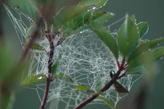 Web, 混乱, 蜘蛛, 滴眼液, 露水, 布什, 自然, 陷阱