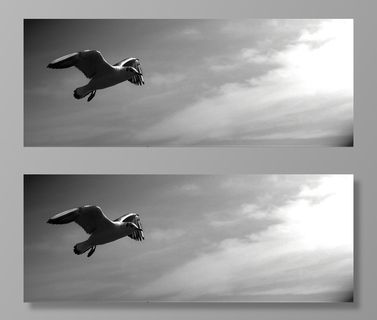 海鸥，动物，鸟类，快照，天空，飞行，动物主题，动物