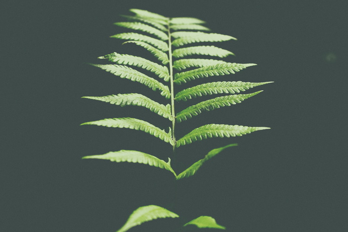 蕨类植物，绿色，叶，植物，深色，绿色，植物部分，生长