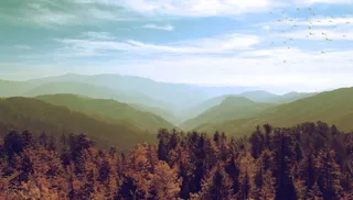 棕色森林的鸟眼摄影