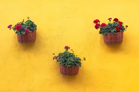绿叶植物,植物,花,插花,花,花束,天竺葵,陶器 绿叶植物,植物,花,插花,花,花束,天竺葵,陶器