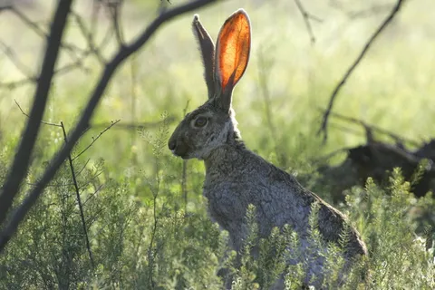 野兔在草地上,jackrabbit,兔子,听着,静止,耳朵,草地,野兔 野兔在草地上,jackrabbit,兔子,听着,静止,耳朵,草地,野兔