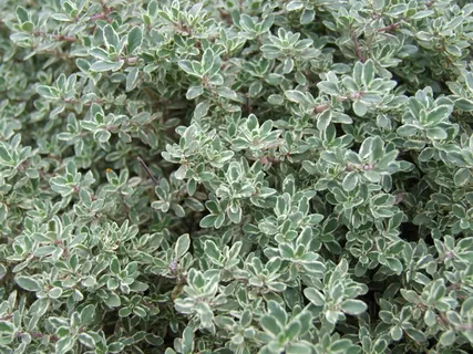 绿叶植物,百里香,植物,药草,香料,自然,特写,绿色 绿叶植物,百里香,植物,药草,香料,自然,特写,绿色