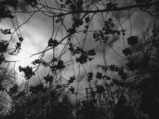 简单、简约、单一、黑白、黑白、黑白、太阳、植物、树木