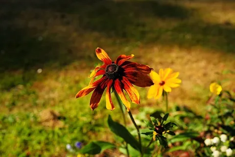 开花,开花,黄色,自然,花,植物,花园,夏天 开花,开花,黄色,自然,花,植物,花园,夏天