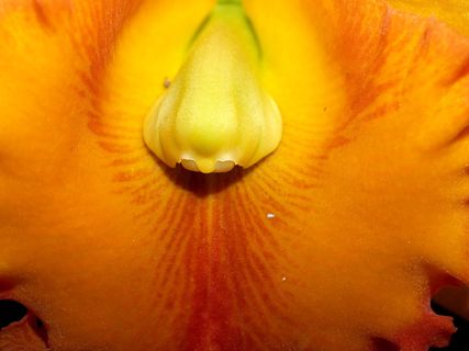 兰花，花朵，紫罗兰，植物群，兰花，花朵，明亮，生长，装饰