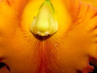 兰花，花朵，紫罗兰，植物群，兰花，花朵，明亮，生长，装饰