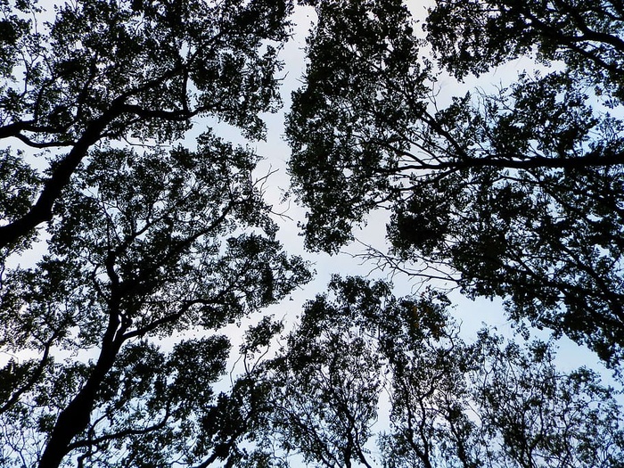 木材，覆盖细枝，自然，树枝，树木，低角度观看，植物，美丽的自然