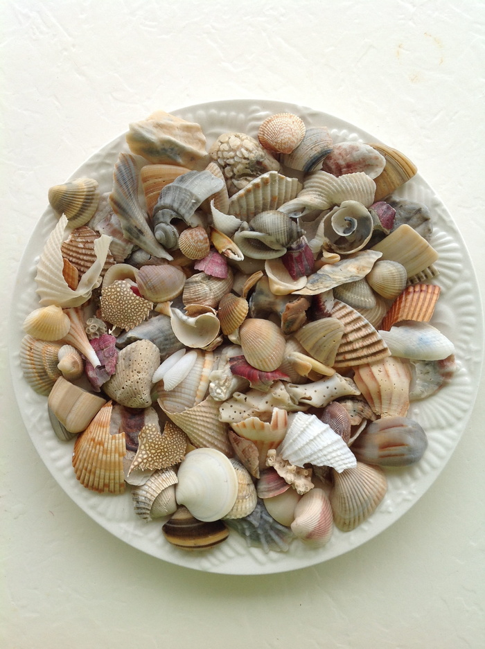 海，贝壳，贝壳，海滩，白色，贝壳，海，贝壳，海滩，纹理
