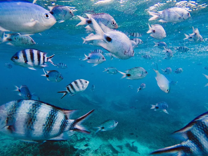 毛里求斯，蓝湾，蓝湾海洋公园，夏天，墙纸，海，岛，水