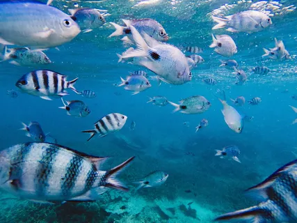毛里求斯,蓝湾,蓝湾海洋公园,夏天,墙纸,海,岛,水 毛里求斯,蓝湾,蓝湾海洋公园,夏天,墙纸,海,岛,水