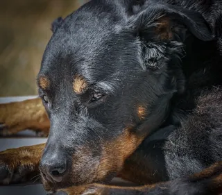 狗，动物，宠物，肖像，棕色，鼻子，脸，眼睛