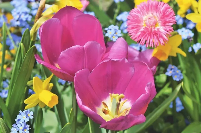 郁金香，郁金香蓝，开花，郁金香田，春花，开花，春天，花园