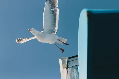 翱翔的白鸟，海鸥，鸟，动物，蓝色，天空，自然，日光