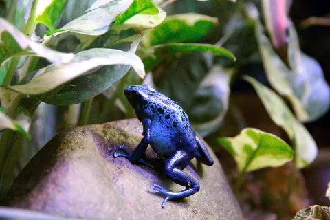 青蛙,树蛙,蓝树蛙,两栖动物,自然,特写,宏观,terrarium 青蛙,树蛙,蓝树蛙,两栖动物,自然,特写,宏观,terrarium