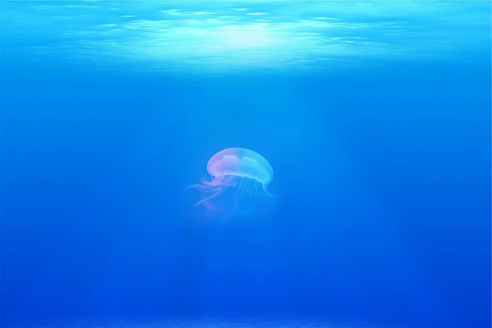 水母，海洋，]，水下，海洋，水下，游泳，海洋生物