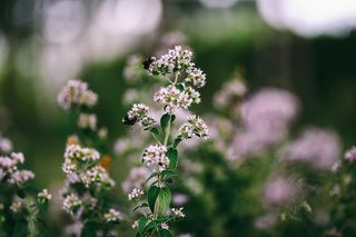 花园里的花、水果和蔬菜