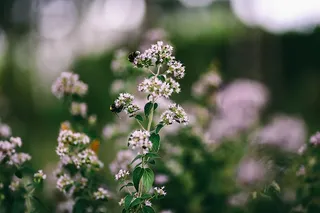 花园里的花、水果和蔬菜
