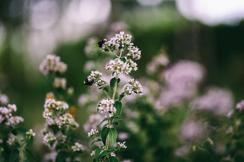 花园里的花、水果和蔬菜 花园里的花、水果和蔬菜