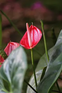 花朵,马蹄莲,礼来,花朵,植物,马蹄莲,天然,花朵 花朵,马蹄莲,礼来,花朵,植物,马蹄莲,天然,花朵