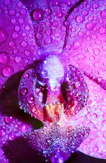 艺术、背景、雨后、艺术、生物学、开花、开花、植物学