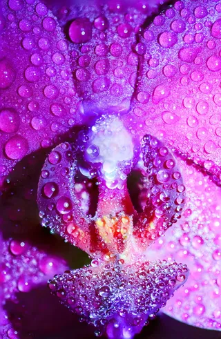 艺术、背景、雨后、艺术、生物学、开花、开花、植物学