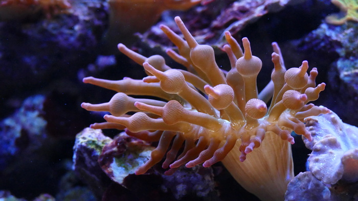 海洋，水，海洋，岩石，海葵，水族馆，水生，珊瑚