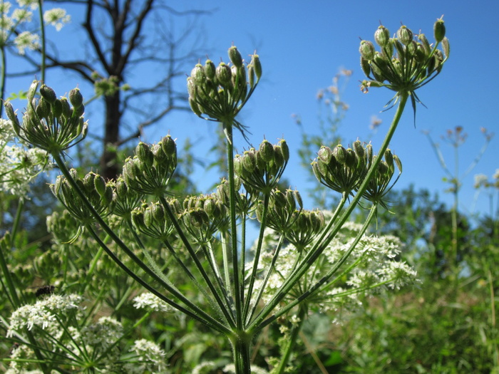 apiaceae hercaleum，猪草，奶牛防风草，植物，植物，开花，自然