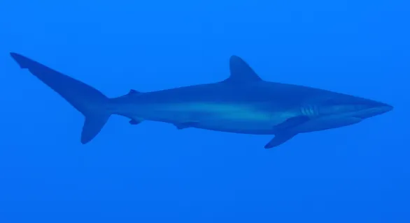 丝滑的，鲨鱼，鱼，动物，大自然，巨人，野生动物，野生动物