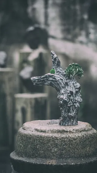 水、花瓶、符号、十字架、自然、岩石、植物、树木