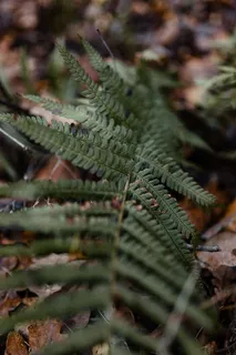 秋天在雾天向森林走去