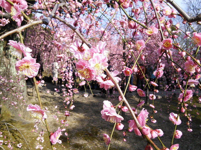 李子，树，神社，十大李树，坎白，梅花，果园，粉色