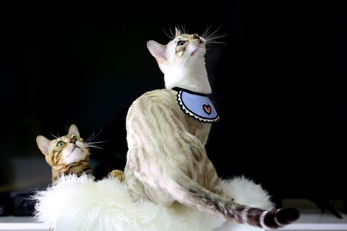 猫，孟加拉猫，小猫，动物，孟加拉，宠物，猫的照片，混合微妙