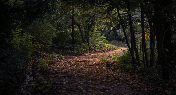 黎明，白天，白天，环境，秋天，森林小路隧道自然，景观，树叶
