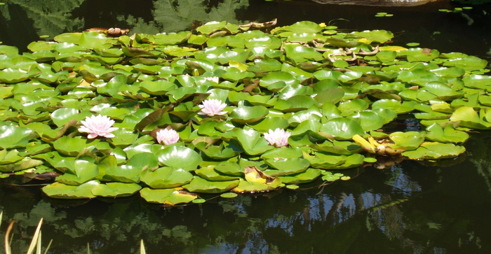 植物园，水百合，自然，池塘，百合，自然，水生，百合