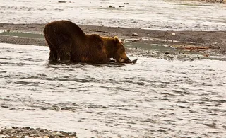 棕色，熊，身体，水，吃，鱼，野生动物，沙子