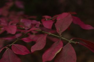 美国，jarrettsville，岩石州立公园，树枝，树叶，红色，栗色，温暖